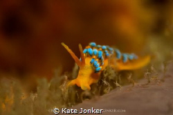 Candy nudibranch - Cuthona sp.  There are so many colour ... by Kate Jonker 